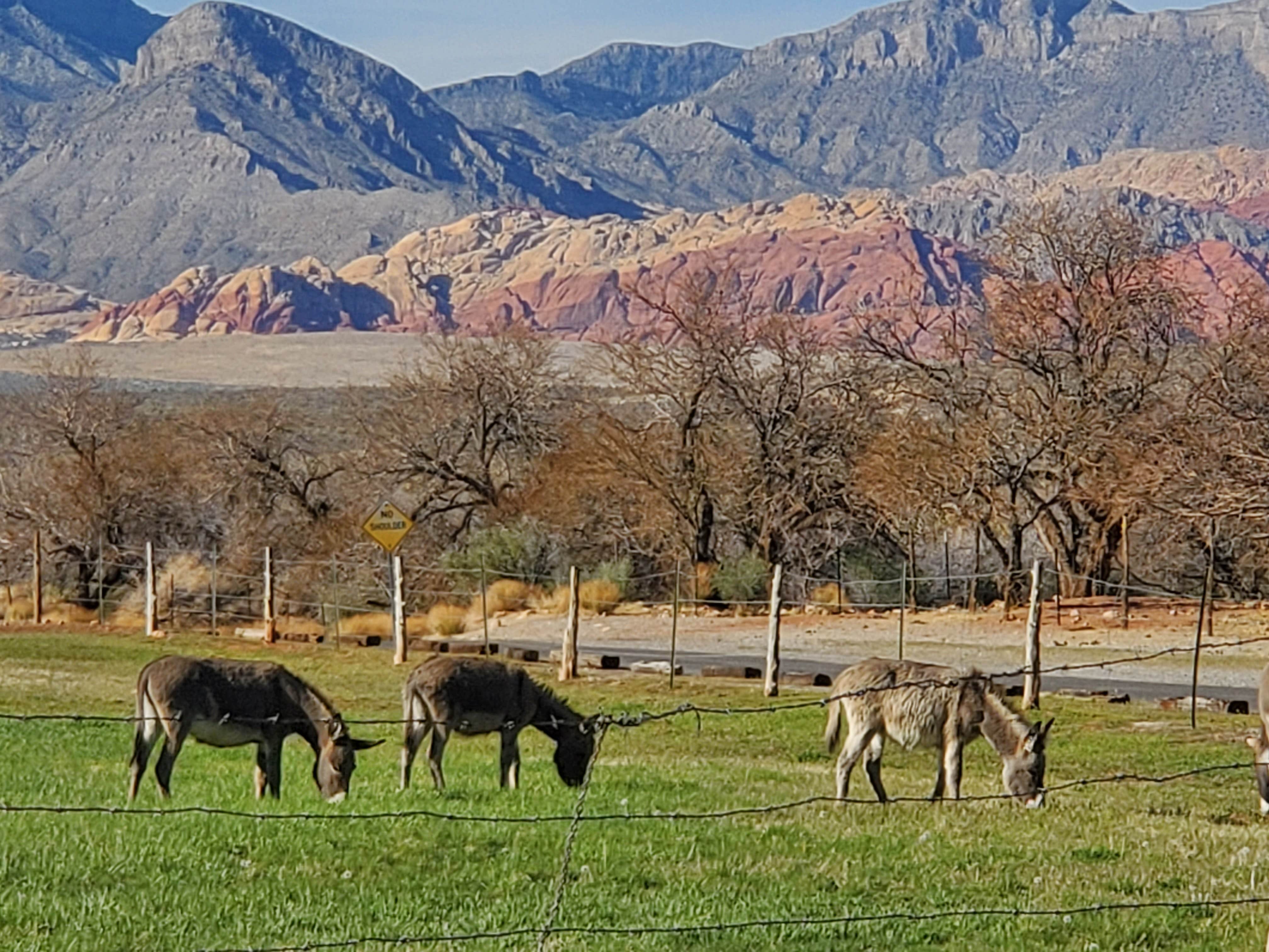 Cedric S.'s photo of camping with a horse at Red Rock Canyon National Conservation Area - Red Rock Campground near Indian Springs, NV