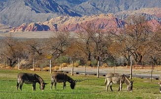 Cedric S.'s photo of camping with a horse at Red Rock Canyon National Conservation Area - Red Rock Campground near Tecopa, CA