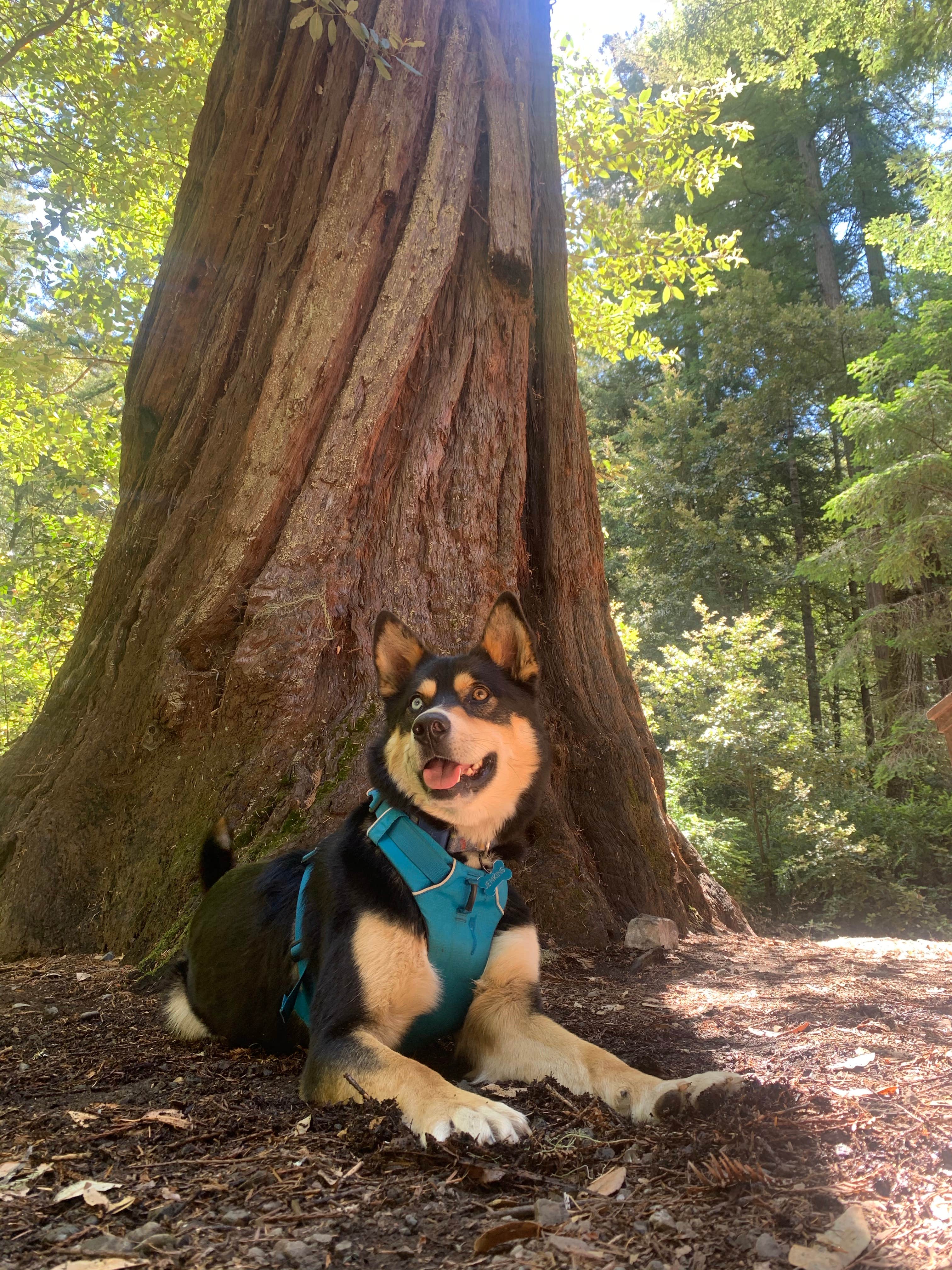 Toni  K.'s photo of camping with pets at Richardson Grove State Park Campground near Covelo, CA