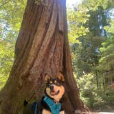 Review photo of Richardson Grove State Park Campground by Toni  K., May 25, 2021