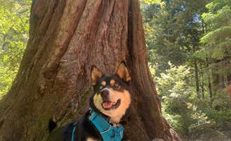 Toni K.'s photo of camping with pets at Richardson Grove State Park Campground near Covelo, CA