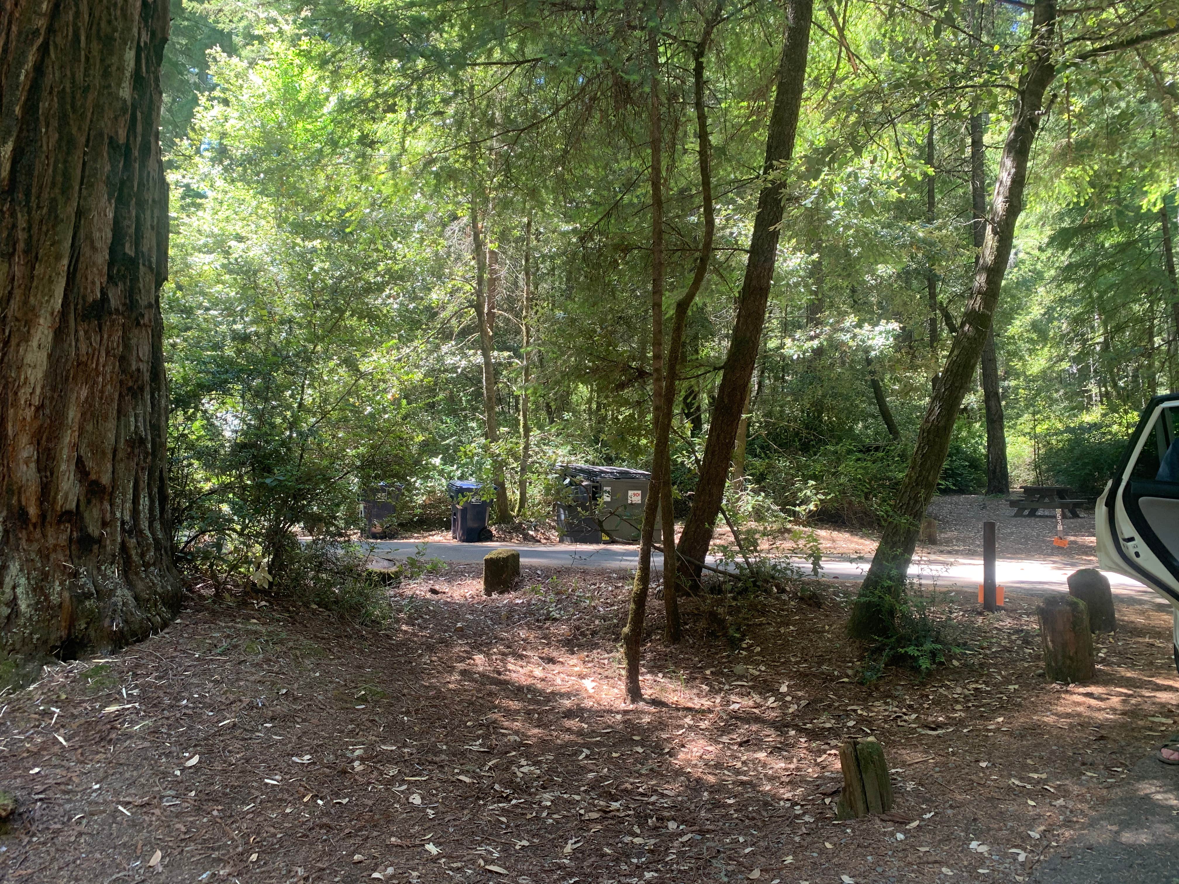 Camper submitted image from Richardson Grove State Park Campground - 3