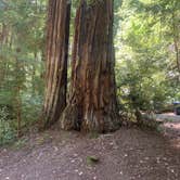 Review photo of Richardson Grove State Park Campground by Toni  K., May 25, 2021