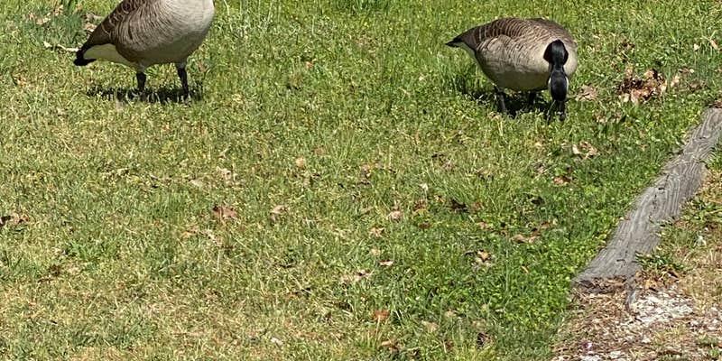 Camper submitted image from Elijah Clark State Park Campground