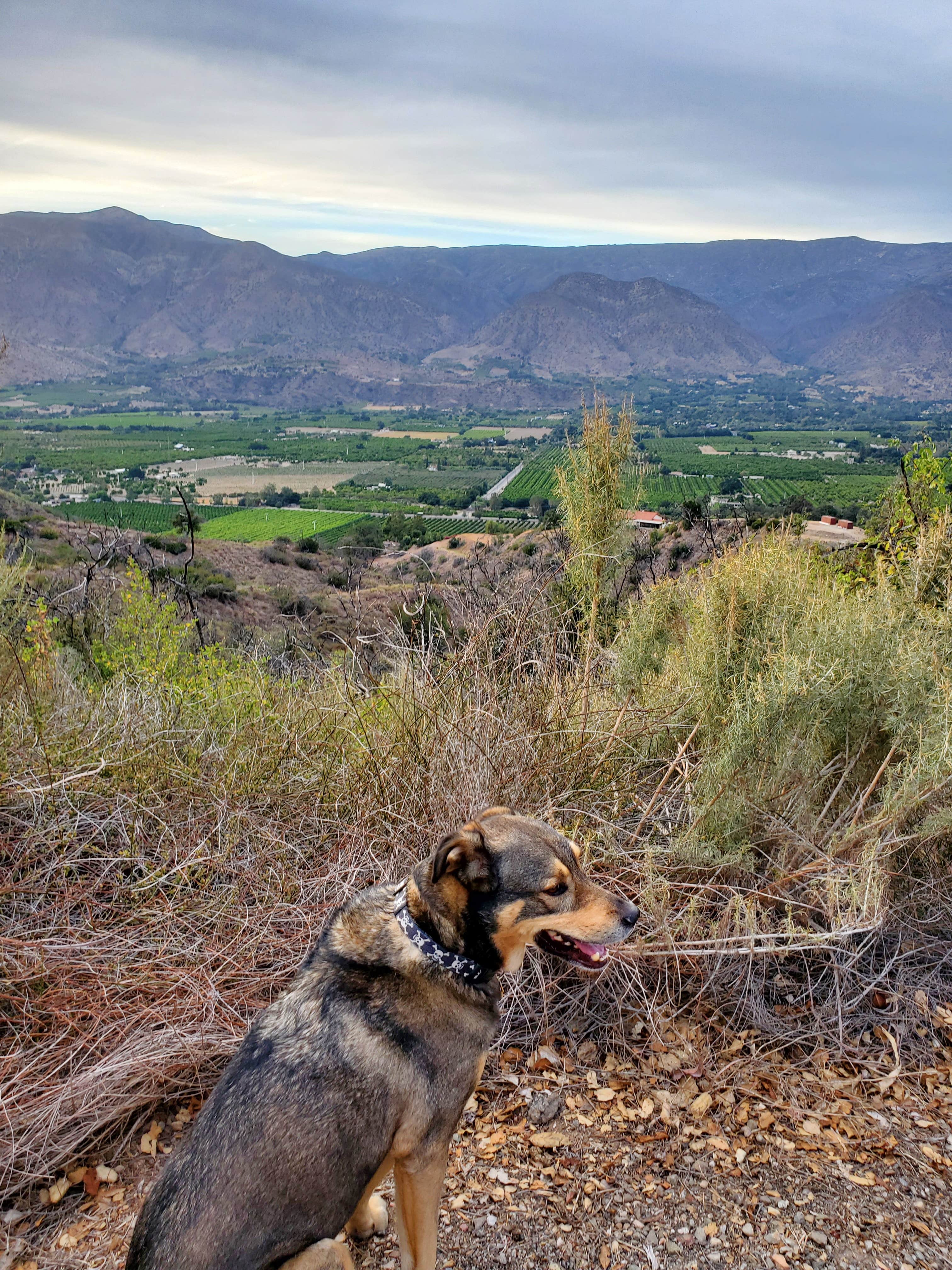 ProfG999's photo of camping with pets at Dennison Park near Lake Sherwood, CA