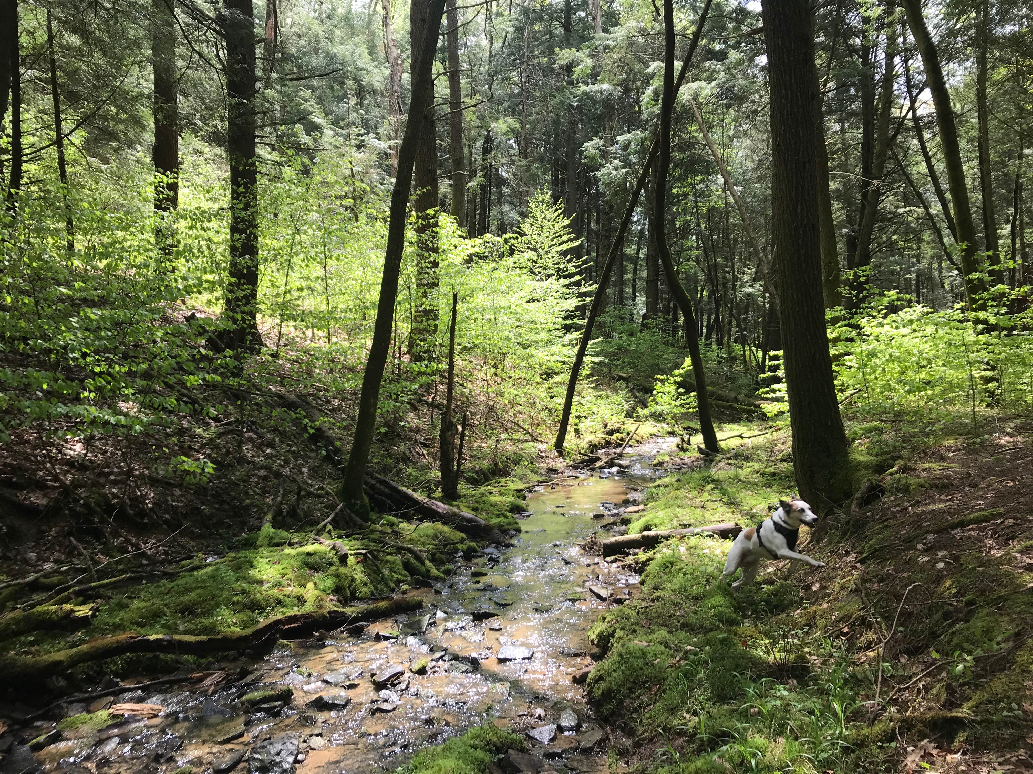 Raven A.'s photo of camping with pets at Minister Creek Campground near Rouseville, PA