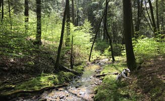 Raven A.'s photo of camping with pets at Minister Creek Campground near Panama, NY