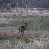 Review photo of Choke Canyon State Park Campground by Cathy J., May 26, 2021