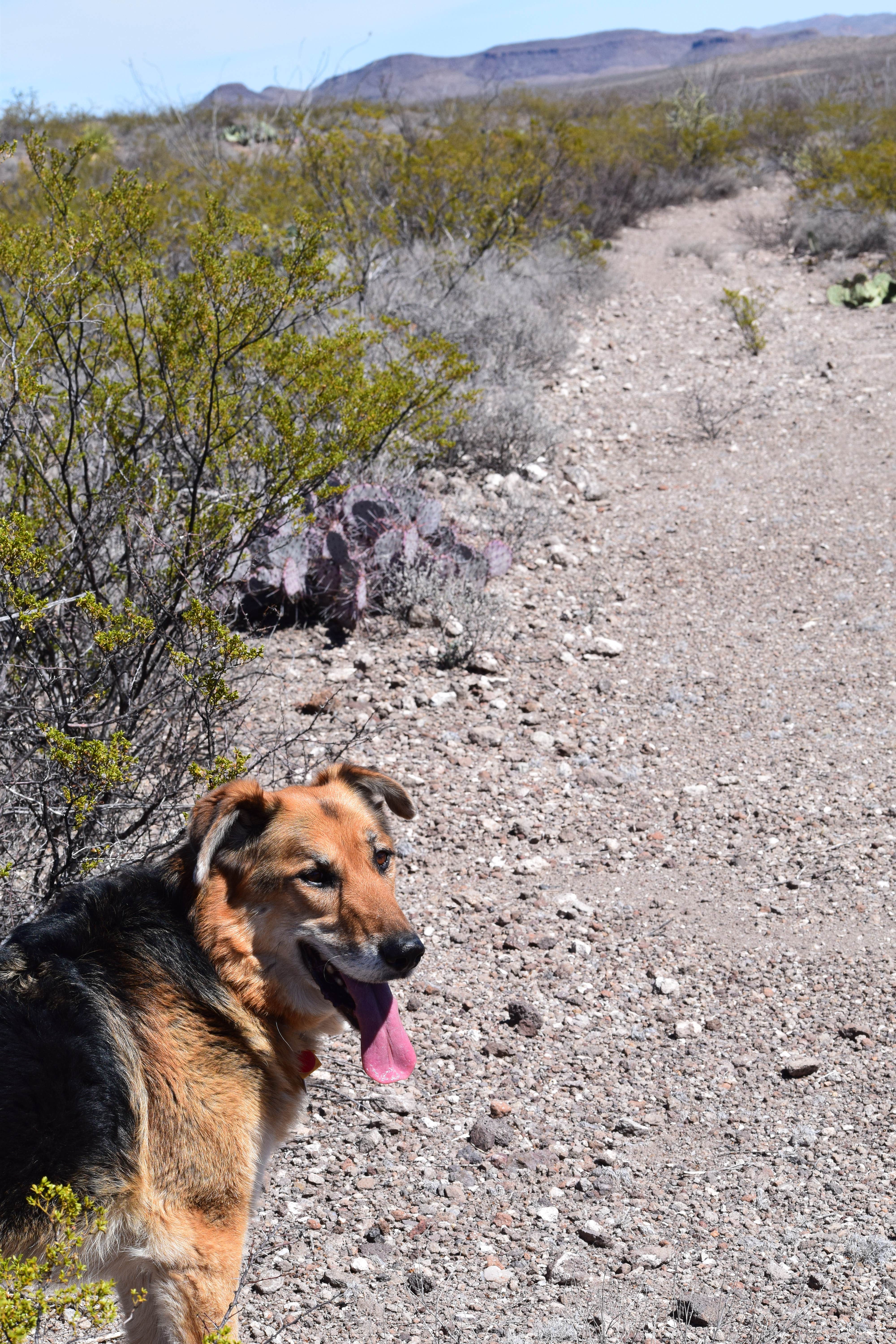 Cathy J.'s photo of camping with pets at Interior Primitive Sites — Big Bend Ranch State Park near Redford, TX