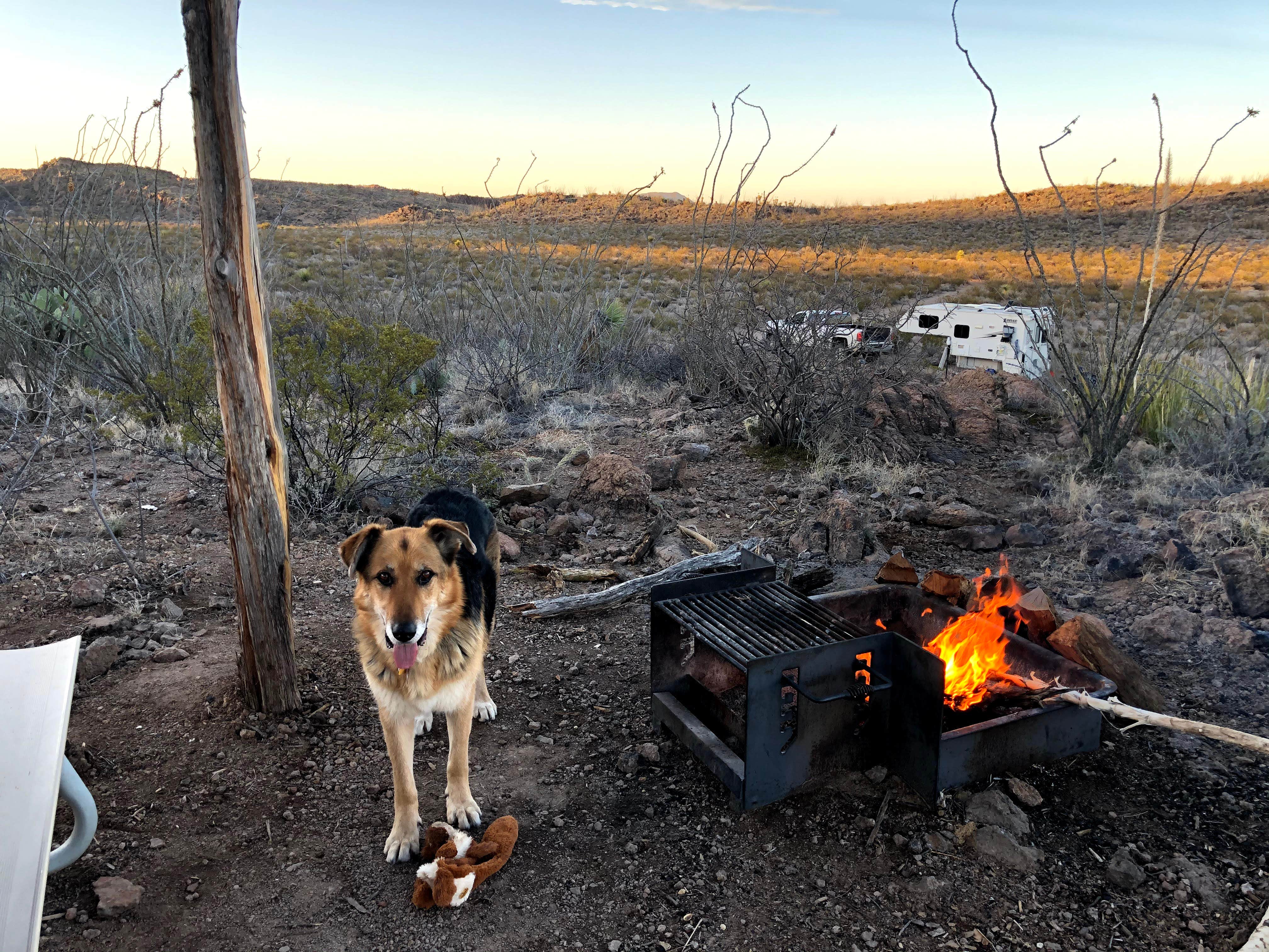 Cathy J.'s photo of camping with pets at Interior Primitive Sites — Big Bend Ranch State Park near Redford, TX