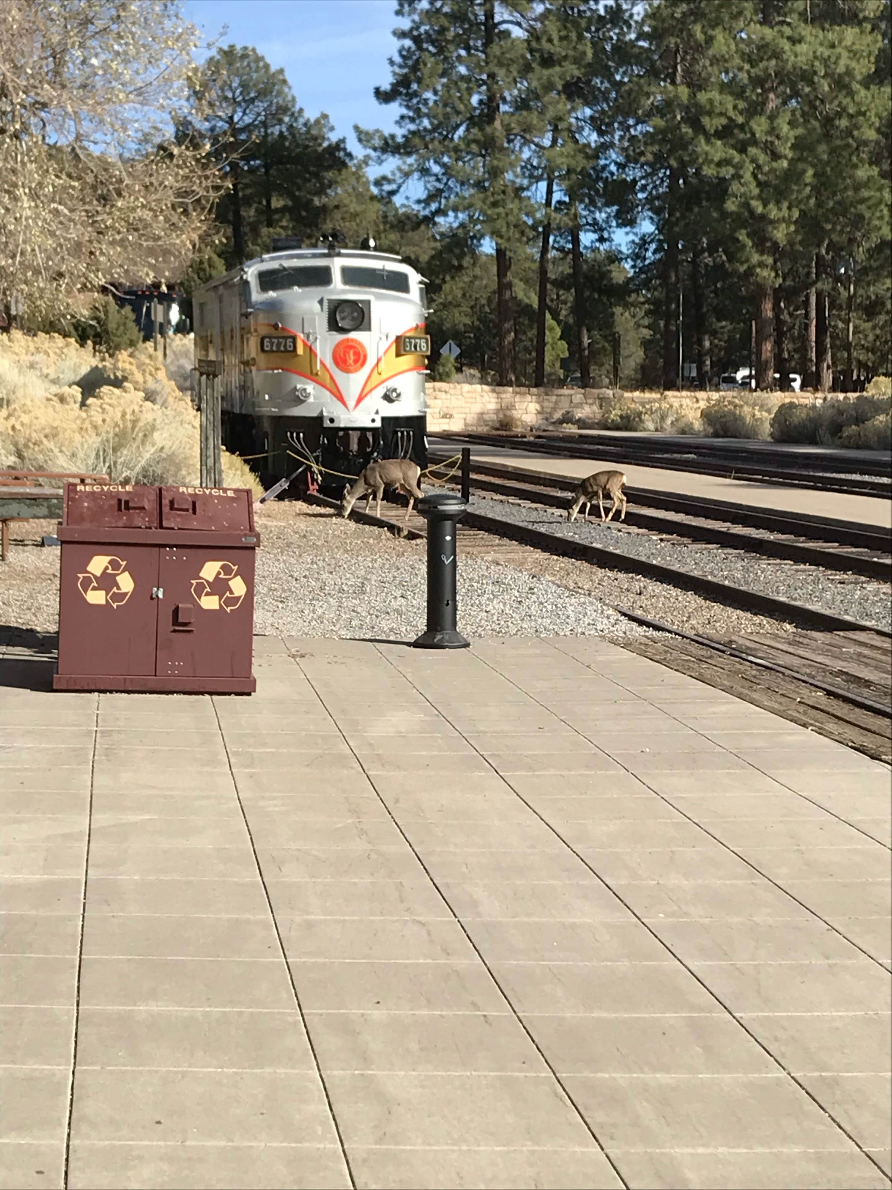 Brittney  C.'s photo of camping with pets at Grand Canyon-Williams KOA near Williams, AZ