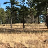 Review photo of Grand Canyon-Williams KOA by Brittney  C., May 26, 2021