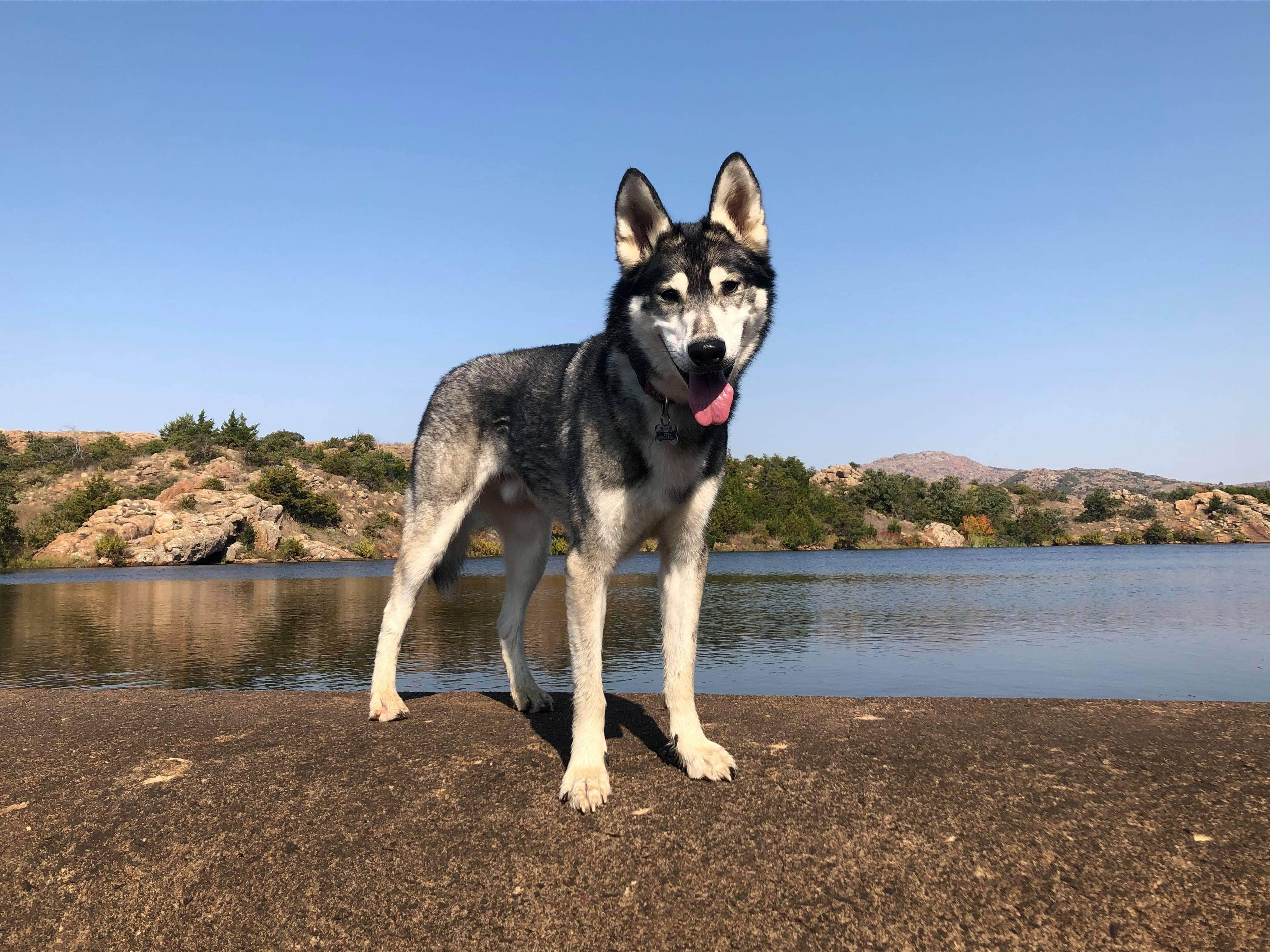 Amber G.'s photo of camping with pets at Wichita Mountains Wildlife Refuge Campground near Lawton, OK