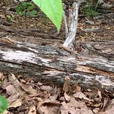 Review photo of Andy Guest/Shenandoah River State Park Campground by Gary G., May 26, 2021