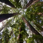 Review photo of Lower Blooms Creek — Big Basin Redwoods State Park — CAMPGROUND CLOSED by Carl N., June 5, 2018