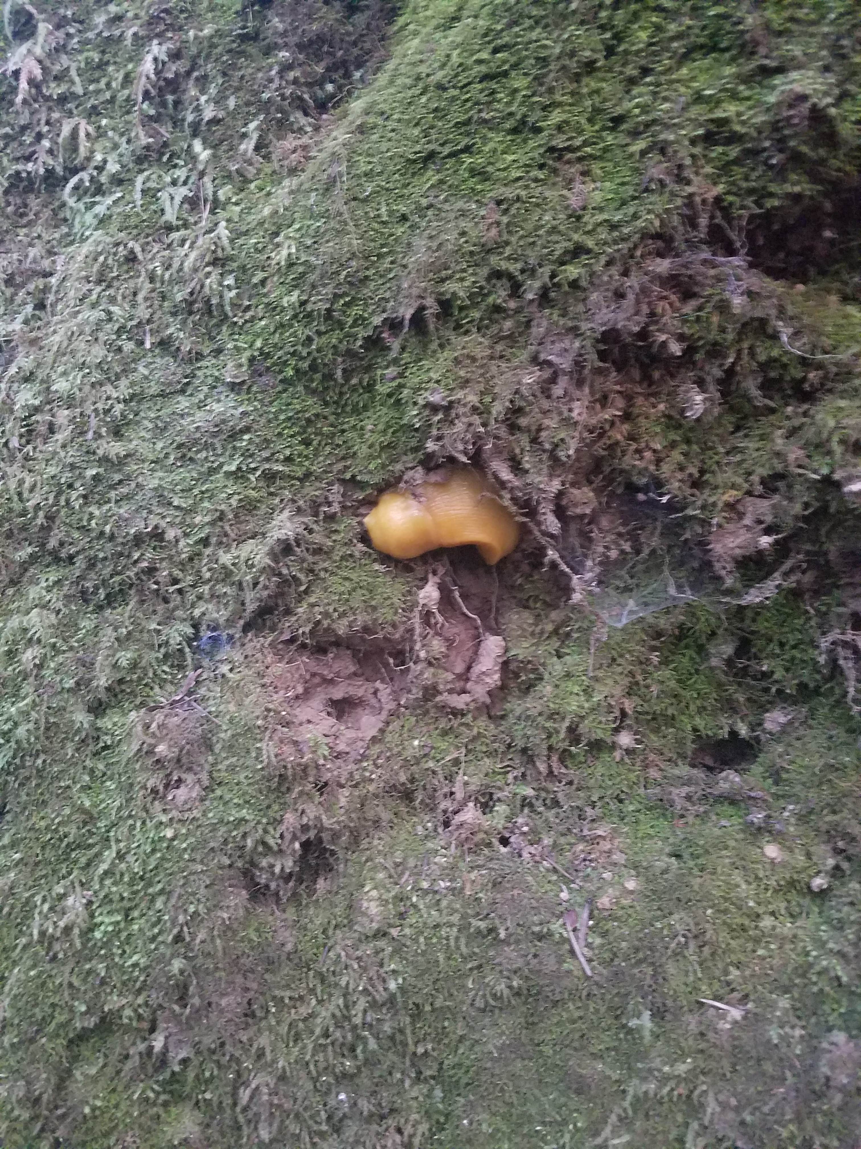 Camper-submitted photo at Lower Blooms Creek — Big Basin Redwoods State Park — CAMPGROUND CLOSED near Soquel, CA