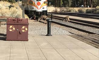 Brittney C.'s photo of camping with pets at Grand Canyon Camping near Kaibab National Forest