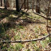 Review photo of New River State Park - Wagoneer Access by Lisa T., June 5, 2018