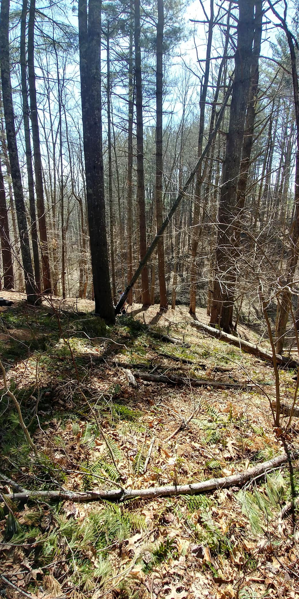 Camper submitted image from New River State Park - Wagoneer Access - 2