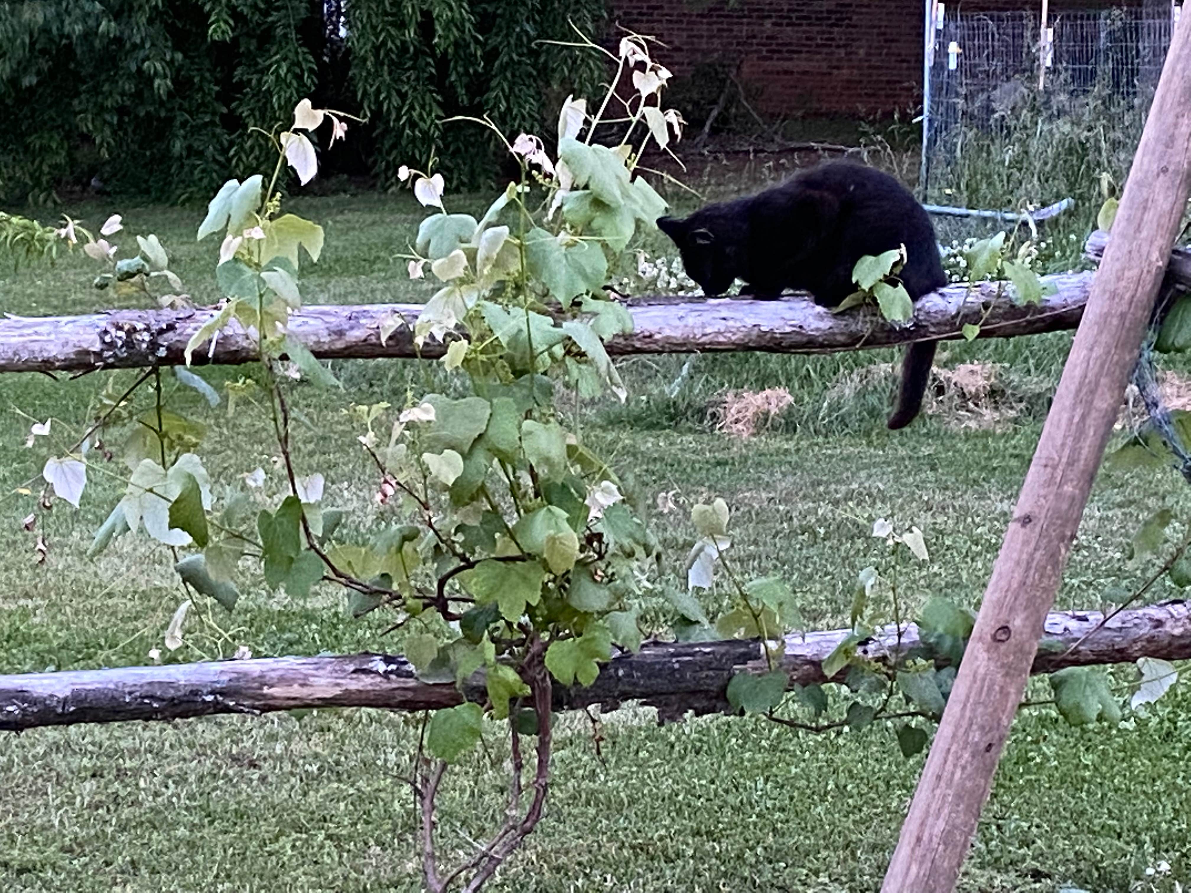 Sandra C.'s photo of camping with pets at Eden Oaks Vineyard and Campground near Statesville, NC