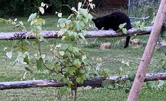 Sandra C.'s photo of camping with pets at Eden Oaks Vineyard and Campground near Elkin, NC