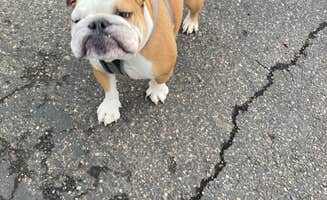Kimberly L.'s photo of camping with pets at Billings Village RV Park near Frannie, WY