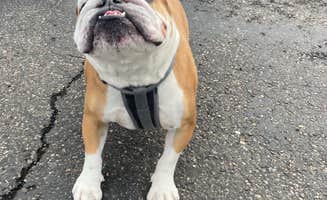 Kimberly L.'s photo of camping with pets at Billings Village RV Park near Fort Smith, MT