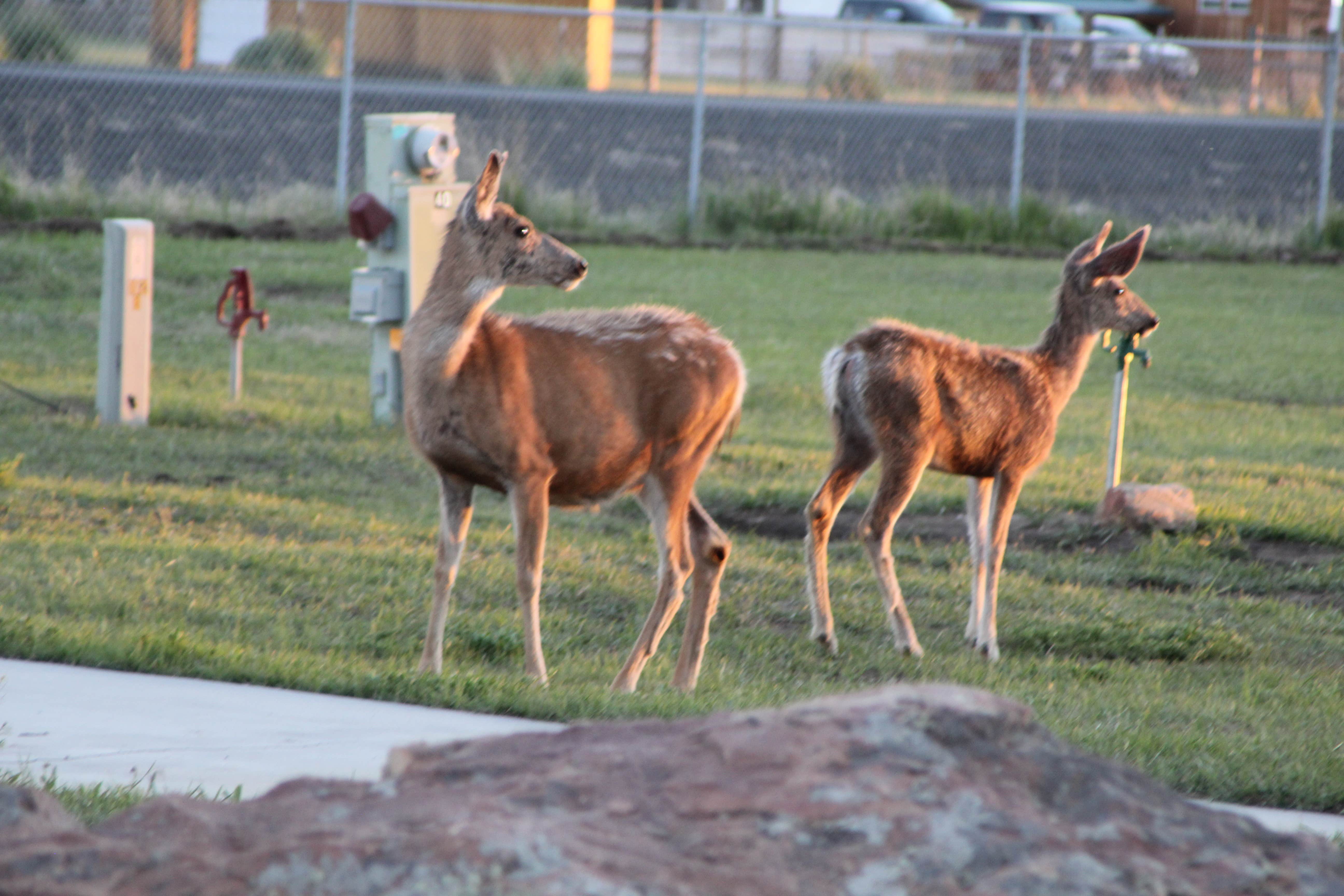 Camper submitted image from Sunny Ridge RV Park - 5