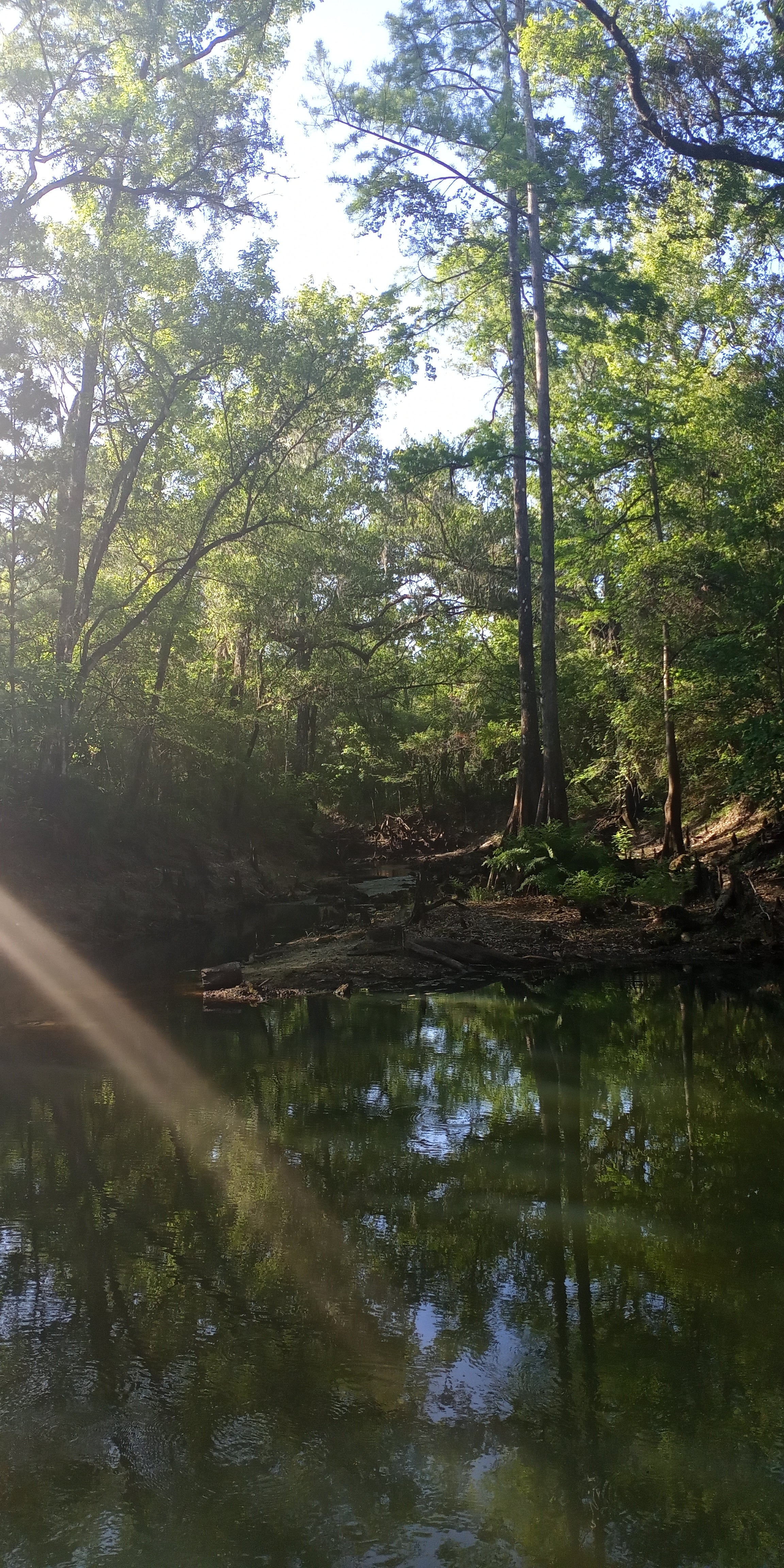 Camper submitted image from River Junction Campground - Withlacoochee State Forest - 4