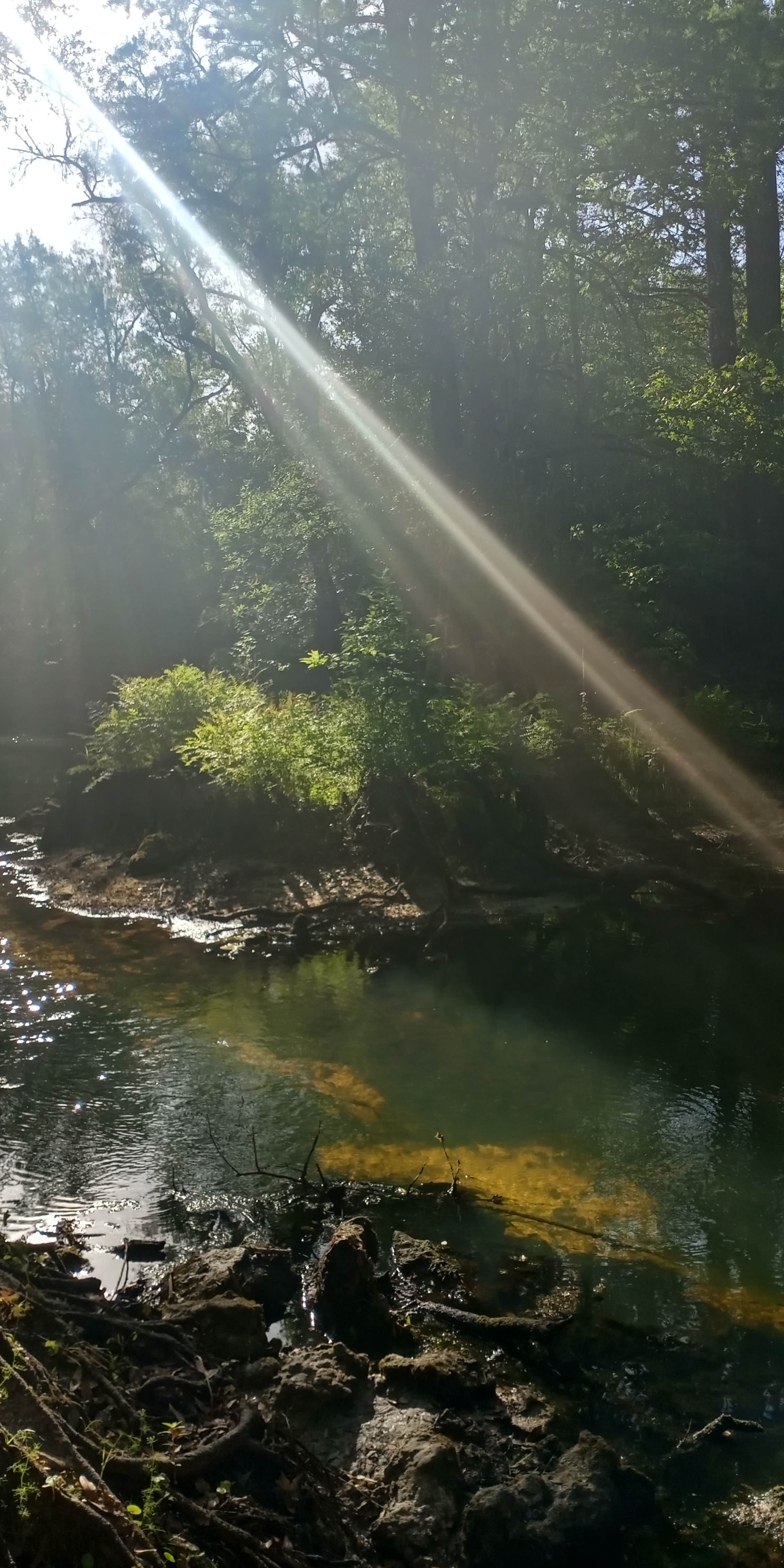 Camper submitted image from River Junction Campground - Withlacoochee State Forest - 2