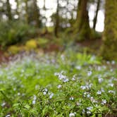 Review photo of Fairholme Campground — Olympic National Park by Olivia W., May 27, 2021