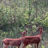 Review photo of Indiana Dunes State Park Campground by Kimberly L., May 27, 2021