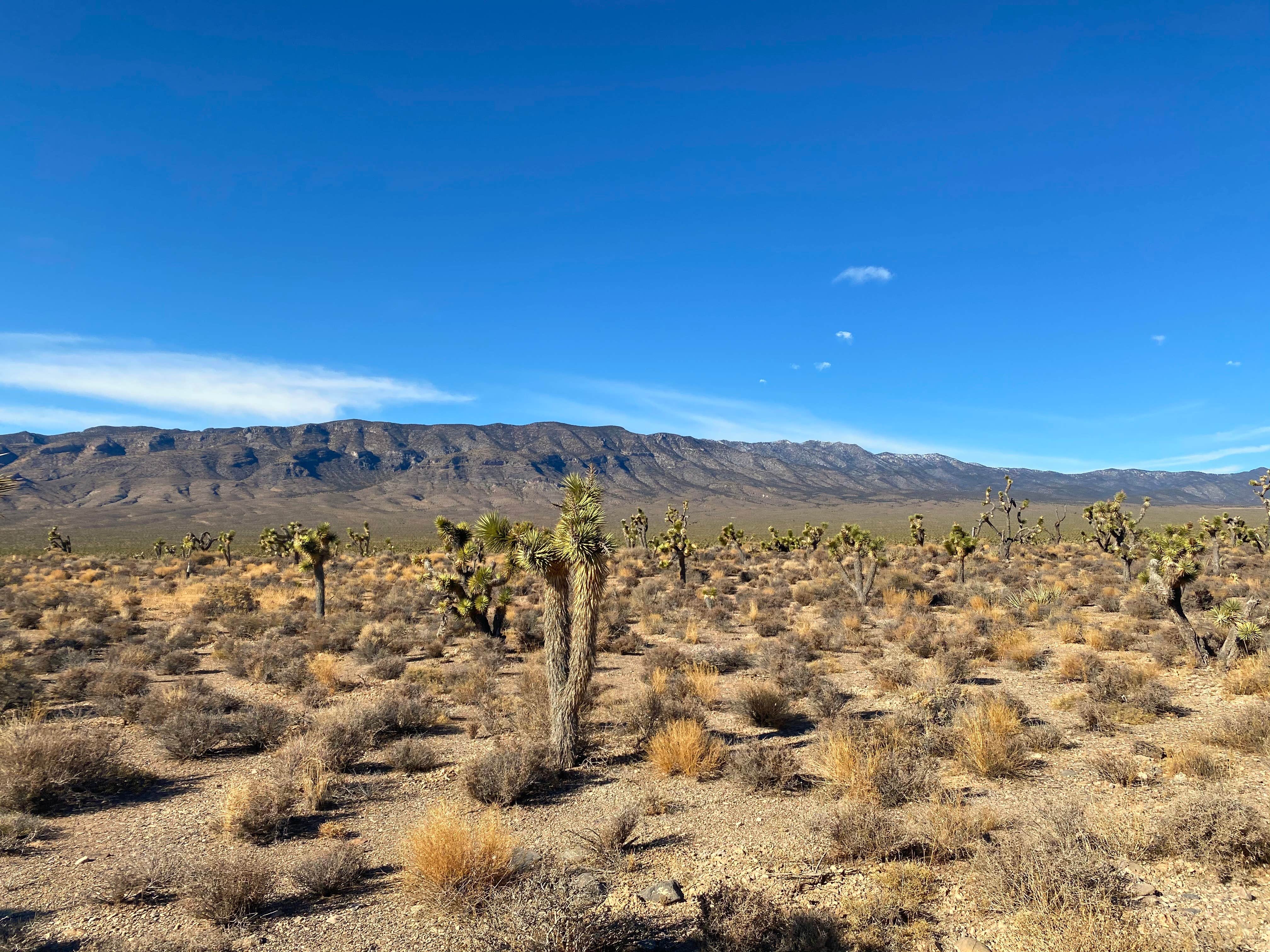 Camper submitted image from Dispersed Camping - Mormon Well Road/Desert Pass - 2