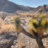 Review photo of Dispersed Camping - Mormon Well Road/Desert Pass by Brittany N., May 27, 2021