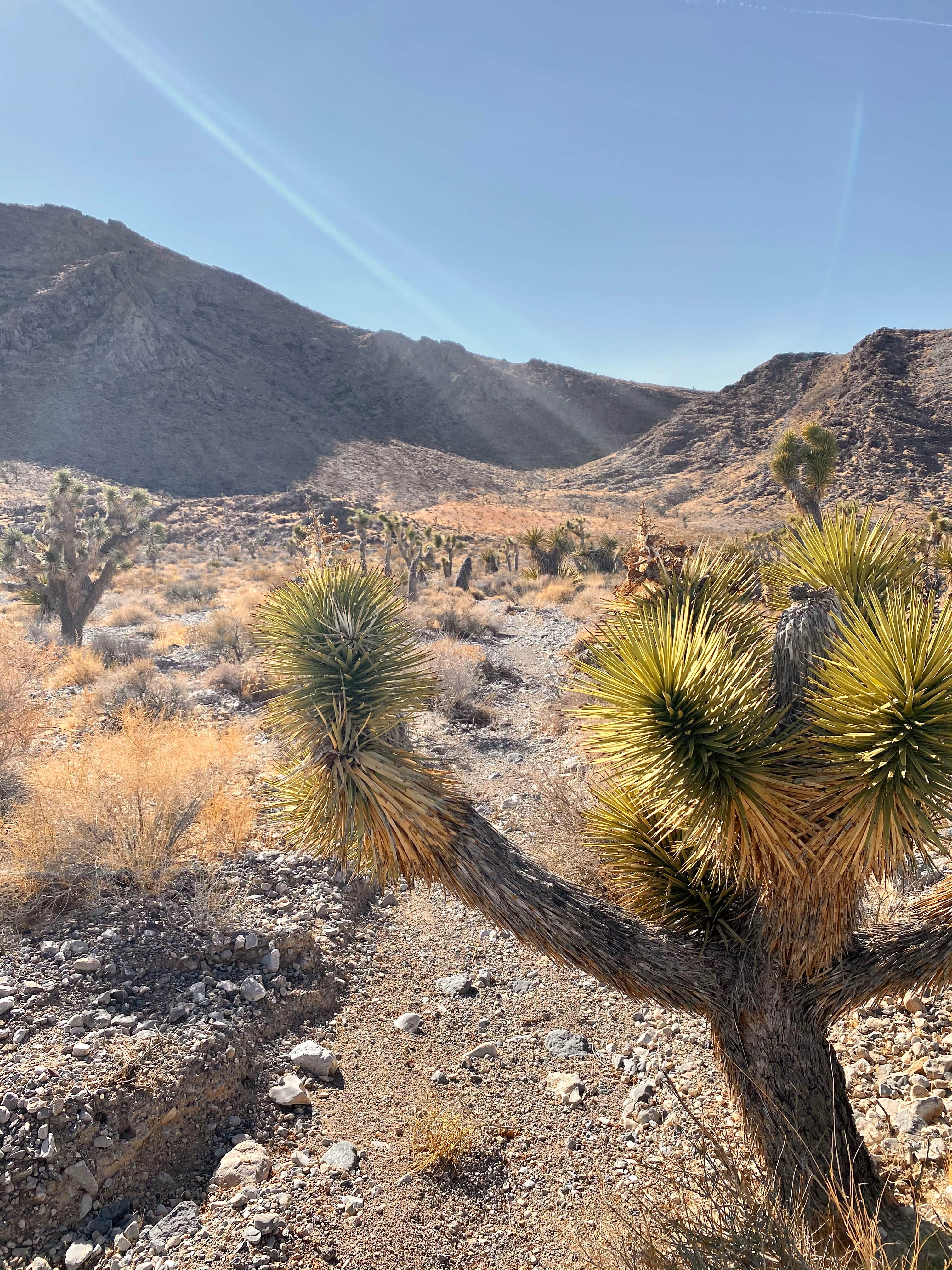 Camper submitted image from Dispersed Camping - Mormon Well Road/Desert Pass - 3