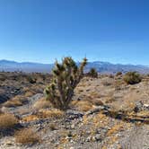 Review photo of Dispersed Camping - Mormon Well Road/Desert Pass by Brittany N., May 27, 2021