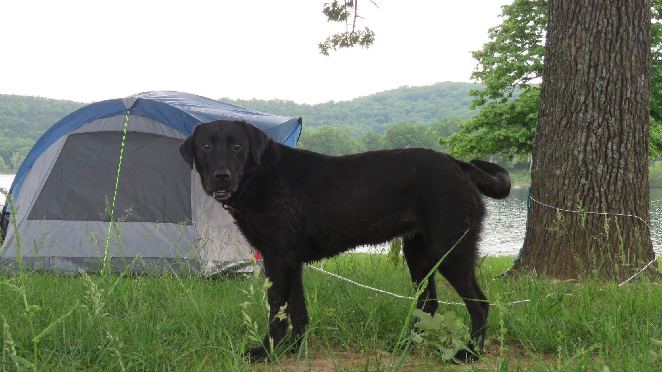 Book W.'s photo of camping with pets at COE Table Rock Lake Old Highway 86 Park near Lampe, MO