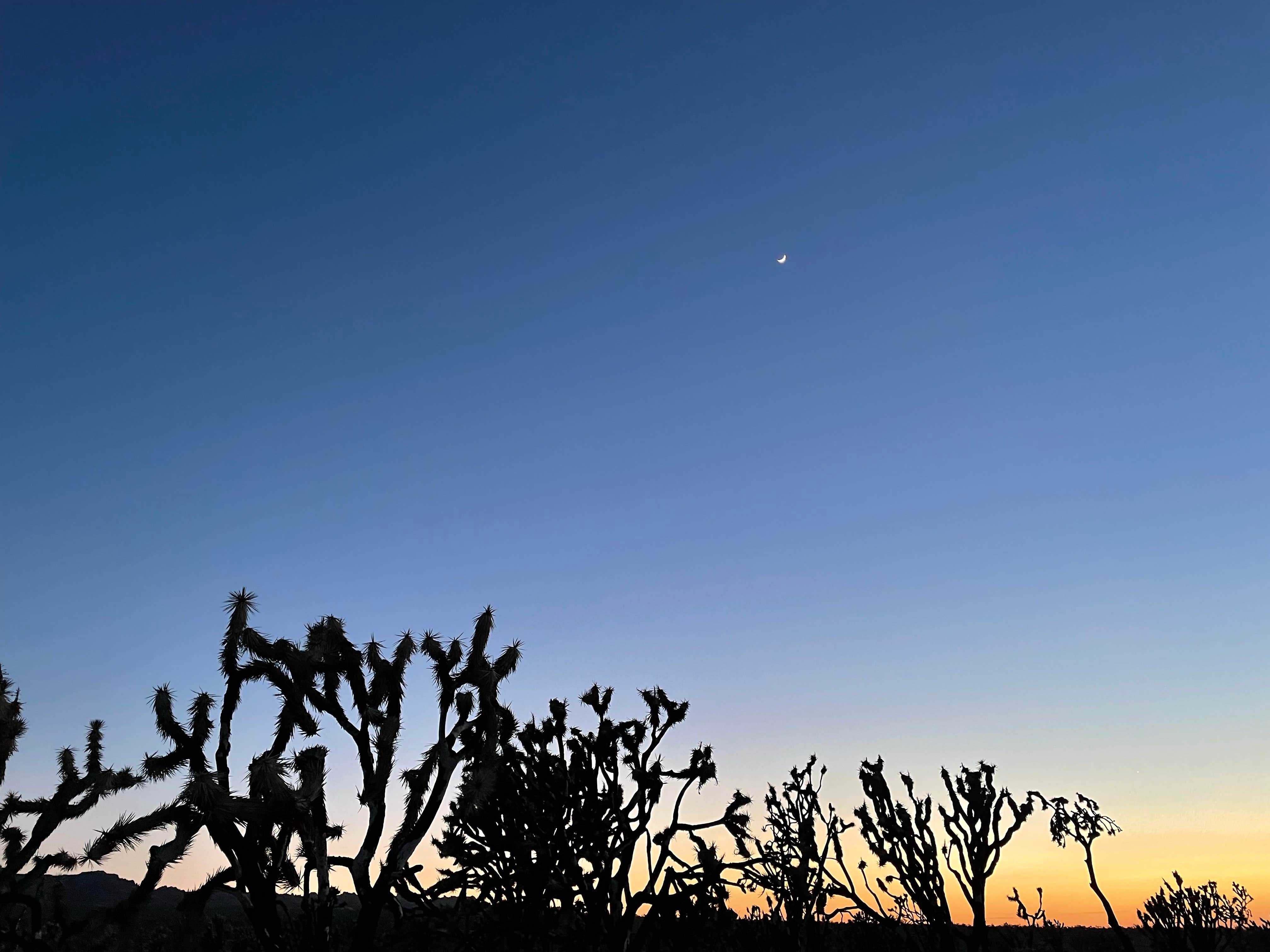 Sean S.'s photo of a dispersed camping area at Mojave Cross Dispersed — Mojave National Preserve near Baker, CA