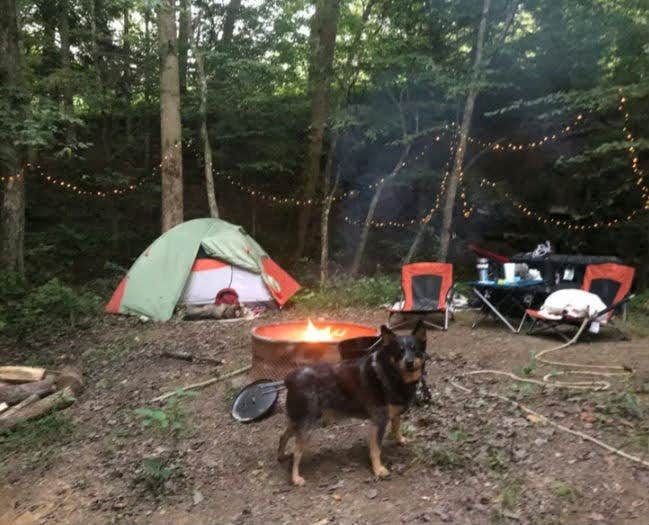 James & Lora C.'s photo of camping with pets at Summer Shoals Retreat near Duff, TN