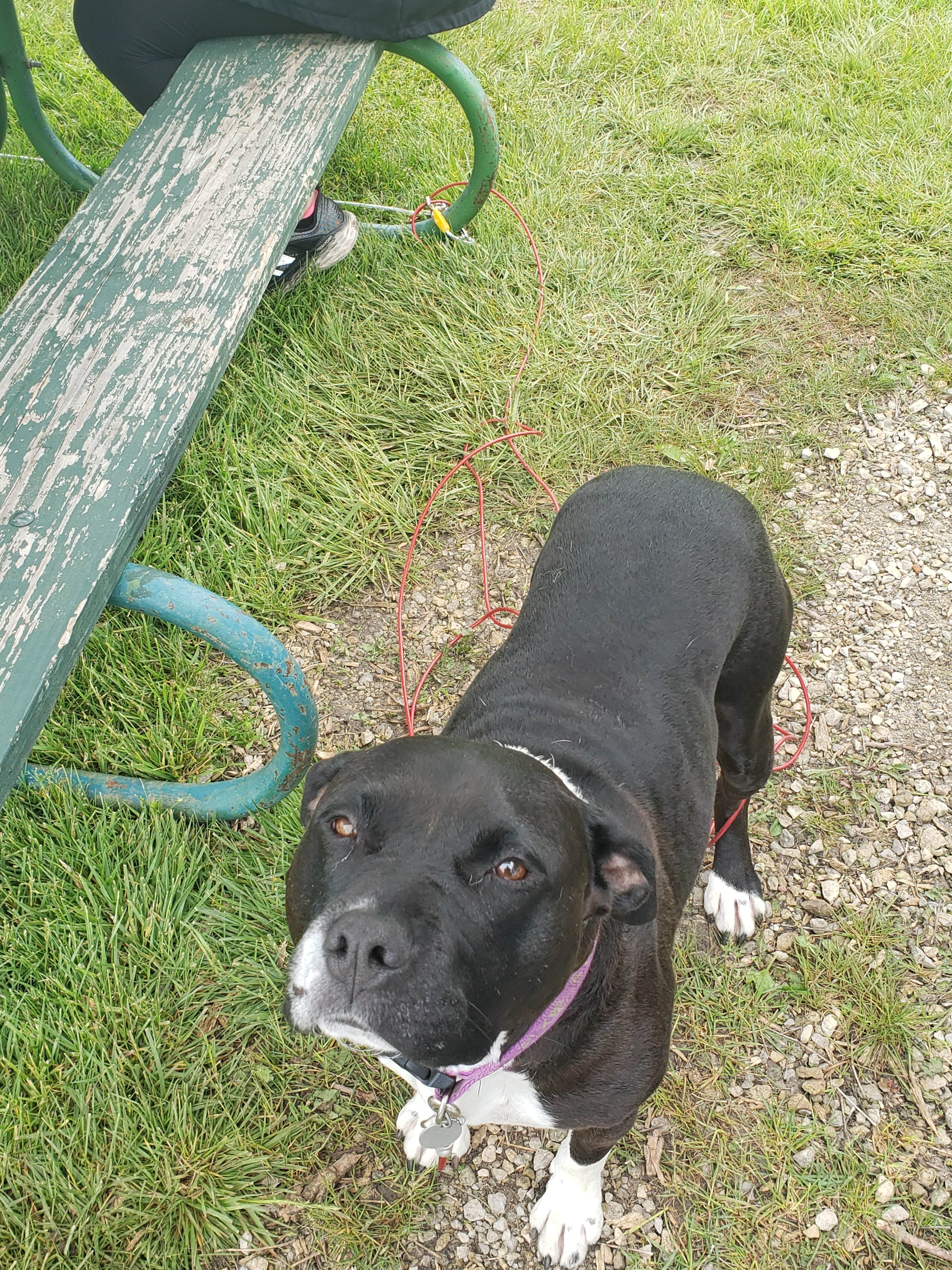 Jessica's photo of camping with pets at Lake Anita State Park Campground near Anita, IA