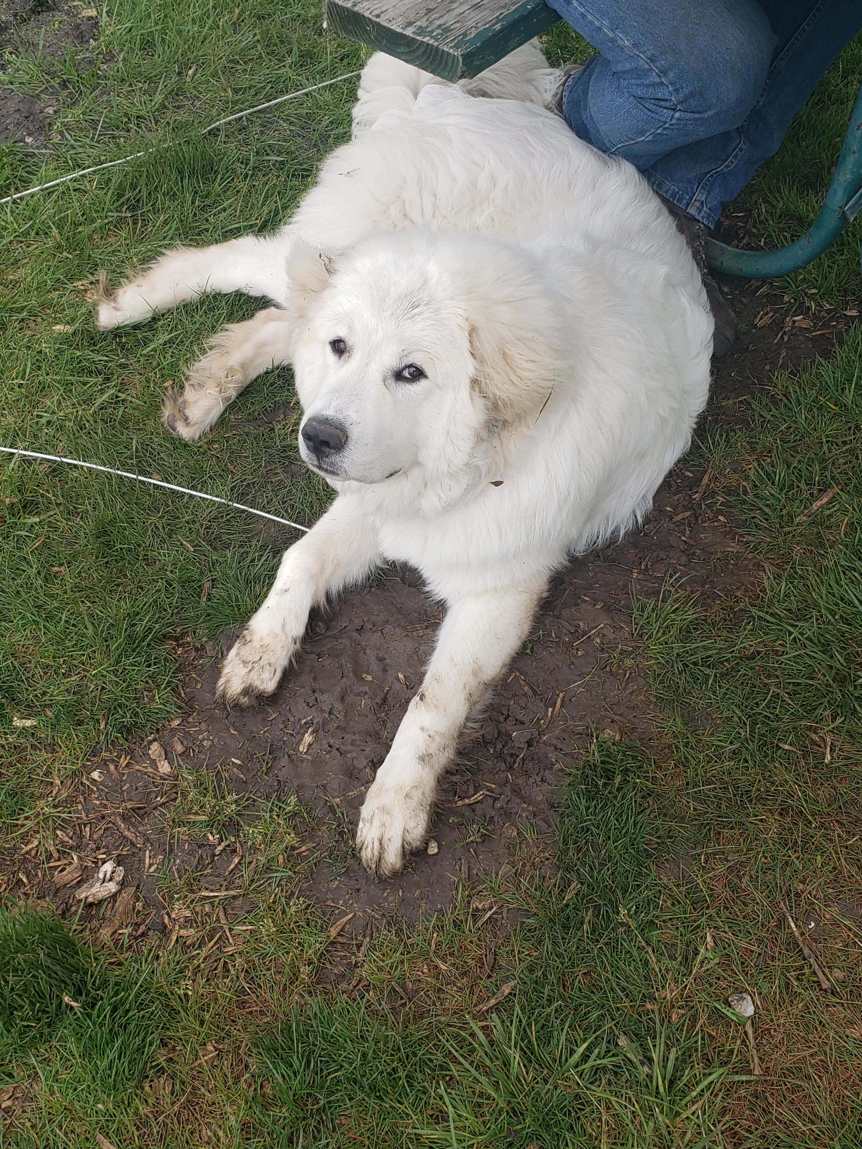 Jessica's photo of camping with pets at Lake Anita State Park Campground in Iowa