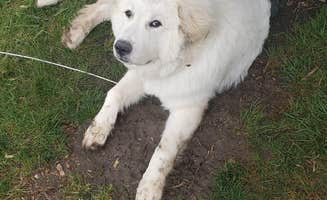 Jessica's photo of camping with pets at Lake Anita State Park Campground near Anita, IA
