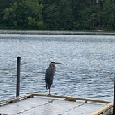 Review photo of Trap Pond State Park Campground by Heather , May 28, 2021