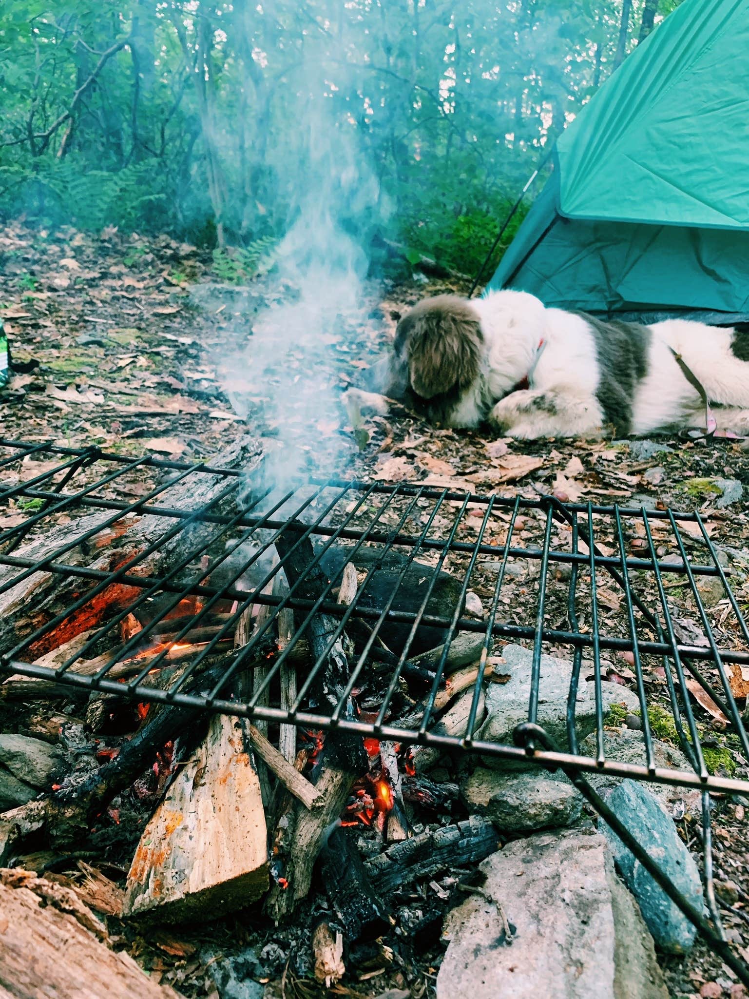 Camper submitted image from Brassie Brook Shelter - Bear Mountain — Appalachian National Scenic Trail - 5