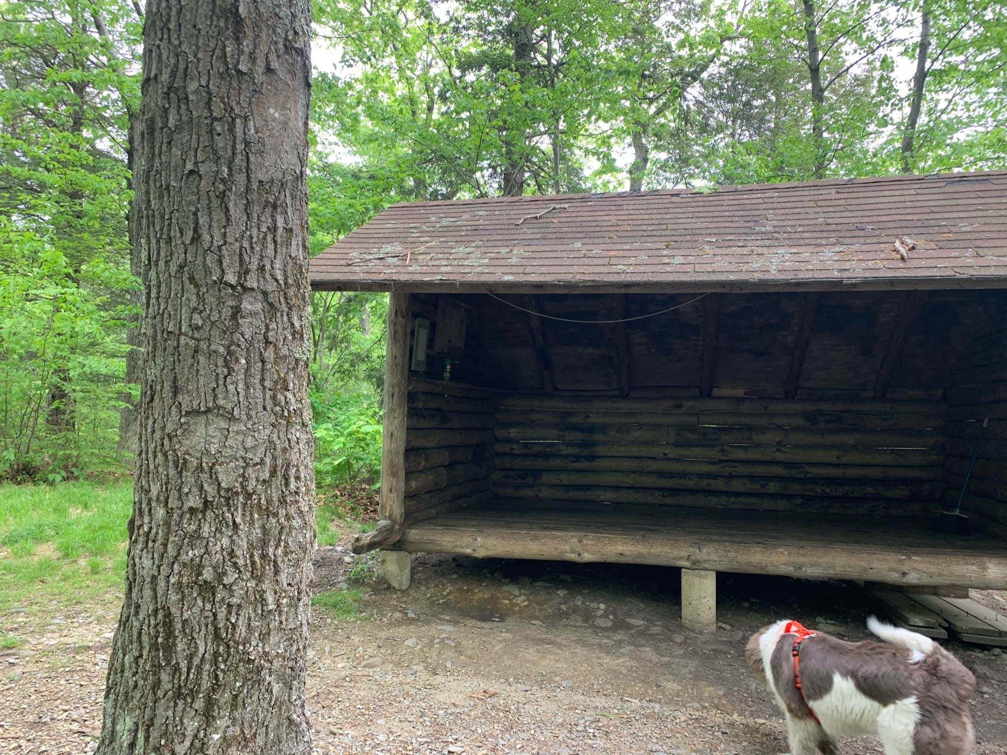 Camper submitted image from Brassie Brook Shelter - Bear Mountain — Appalachian National Scenic Trail - 4