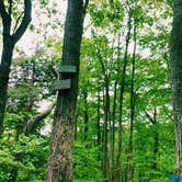 Review photo of Brassie Brook Shelter - Bear Mountain — Appalachian National Scenic Trail by Nora S., May 28, 2021