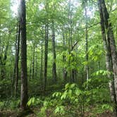 Review photo of Brassie Brook Shelter - Bear Mountain — Appalachian National Scenic Trail by Nora S., May 28, 2021