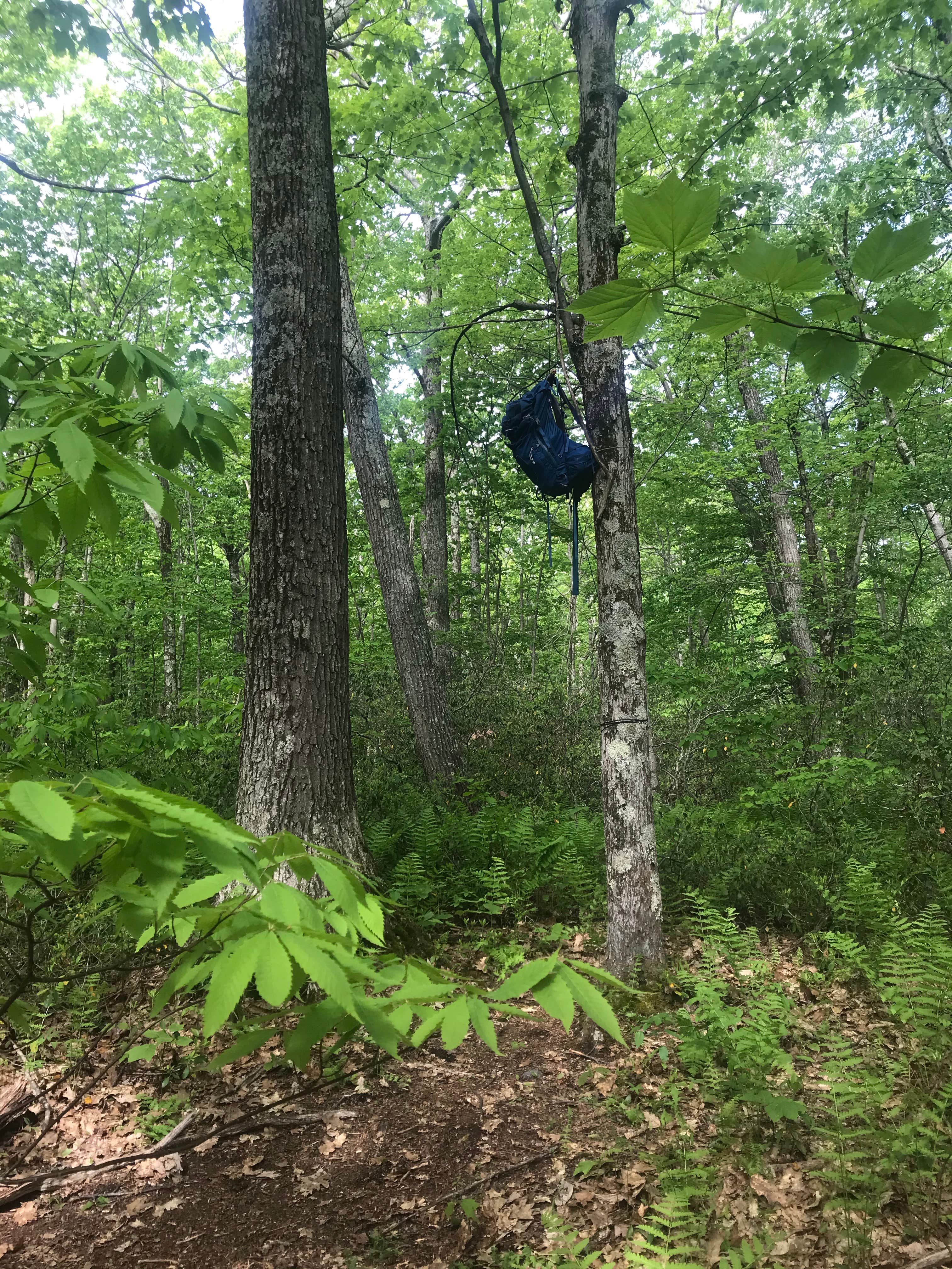 Camper submitted image from Brassie Brook Shelter - Bear Mountain — Appalachian National Scenic Trail - 4