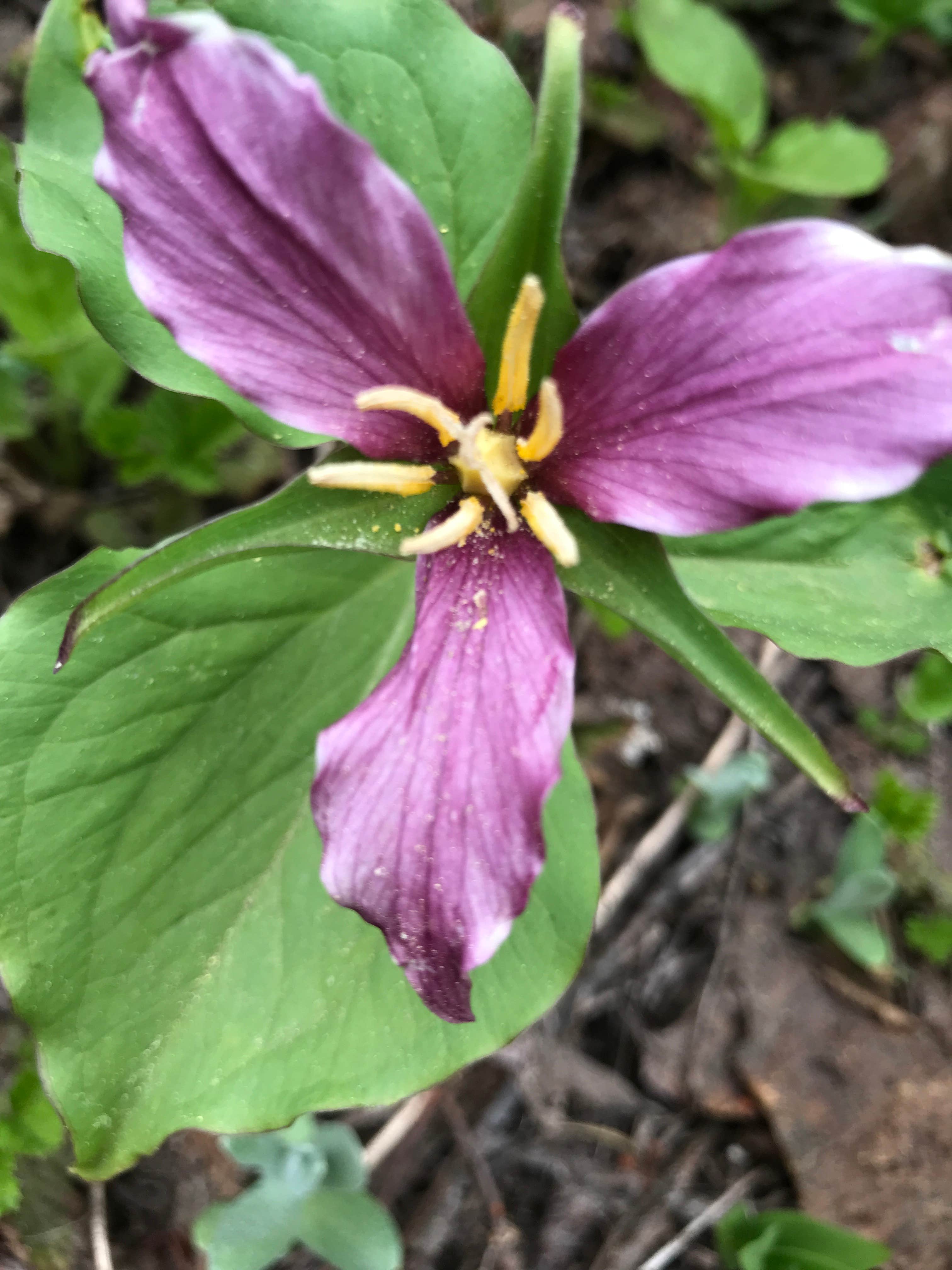Camper-submitted photo at Mirror Lake near Mt. Hood National Forest
