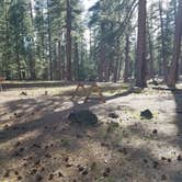 Review photo of Butte Lake Campground — Lassen Volcanic National Park by Steven H., June 5, 2018